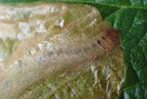 Metallus pumilus